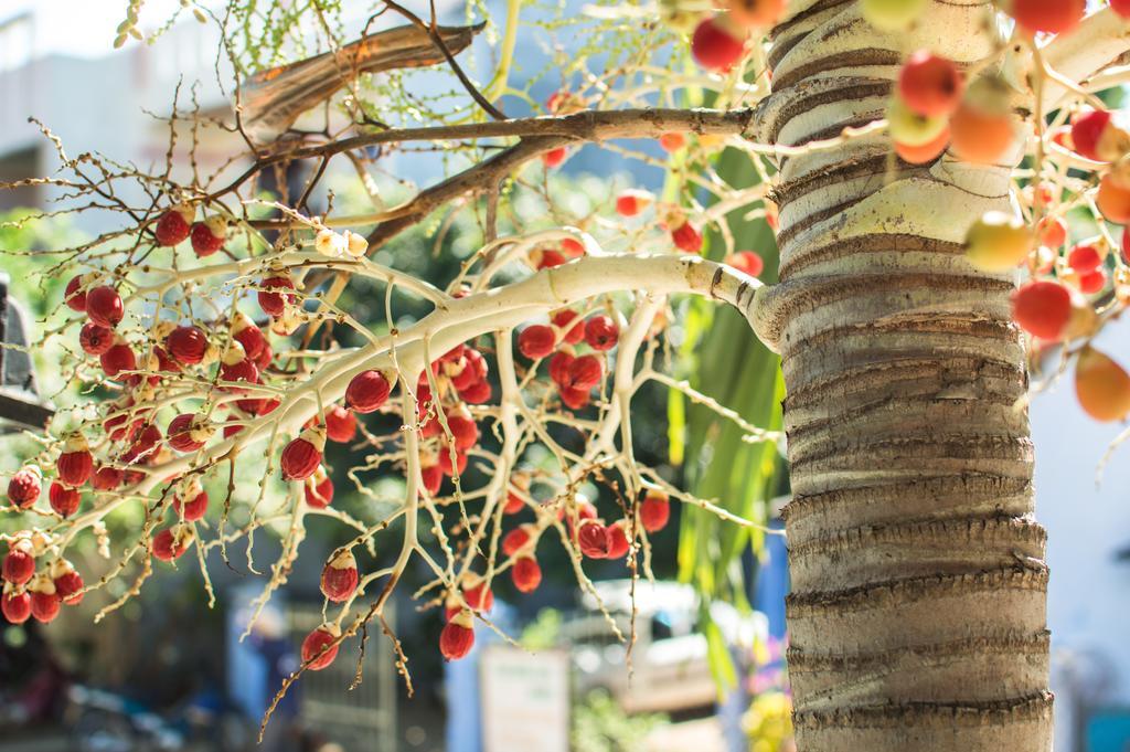 Areca Homestay Χόι Αν Εξωτερικό φωτογραφία