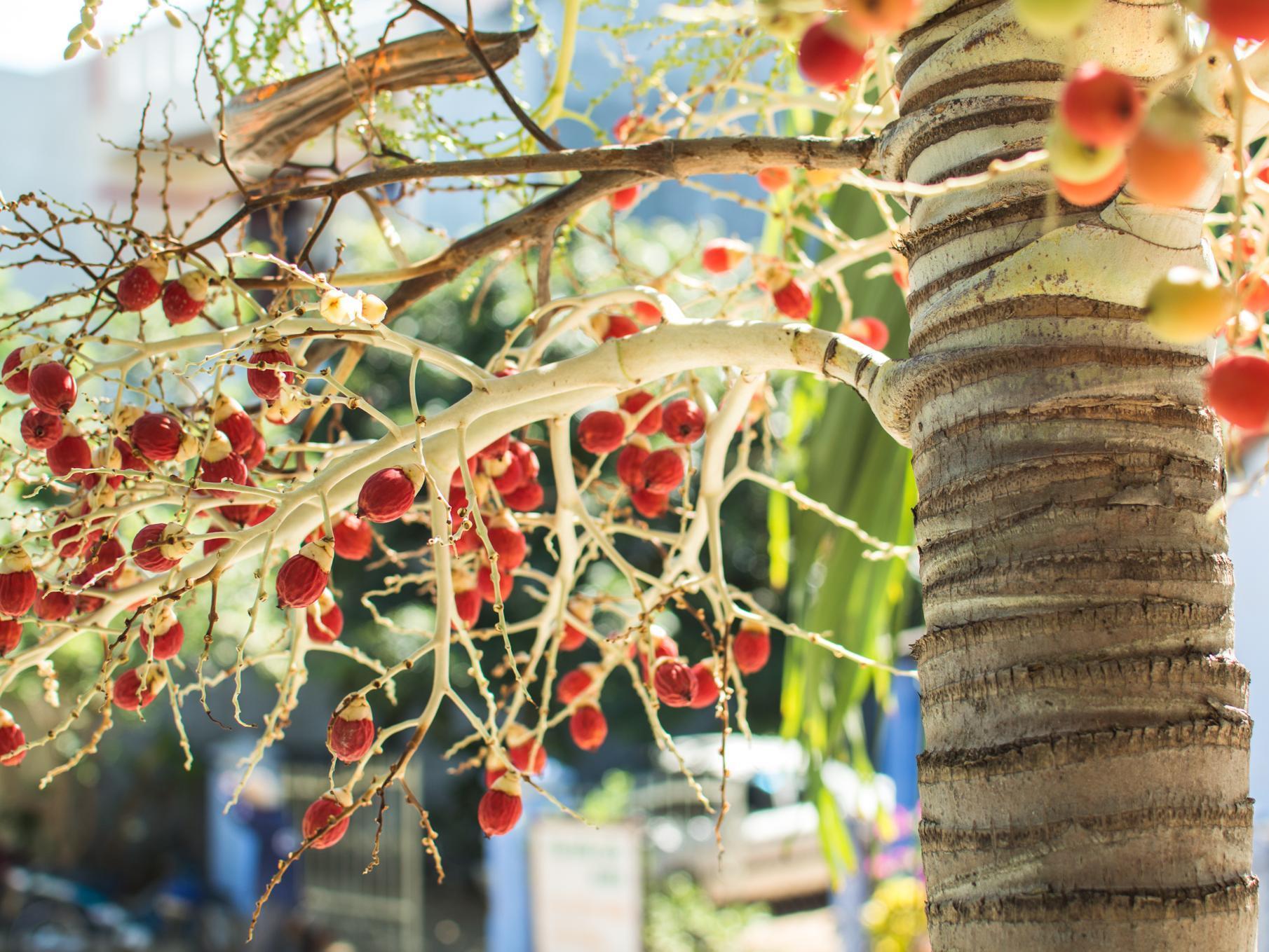 Areca Homestay Χόι Αν Εξωτερικό φωτογραφία